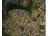 Photo of Citharichthys stigmaeus